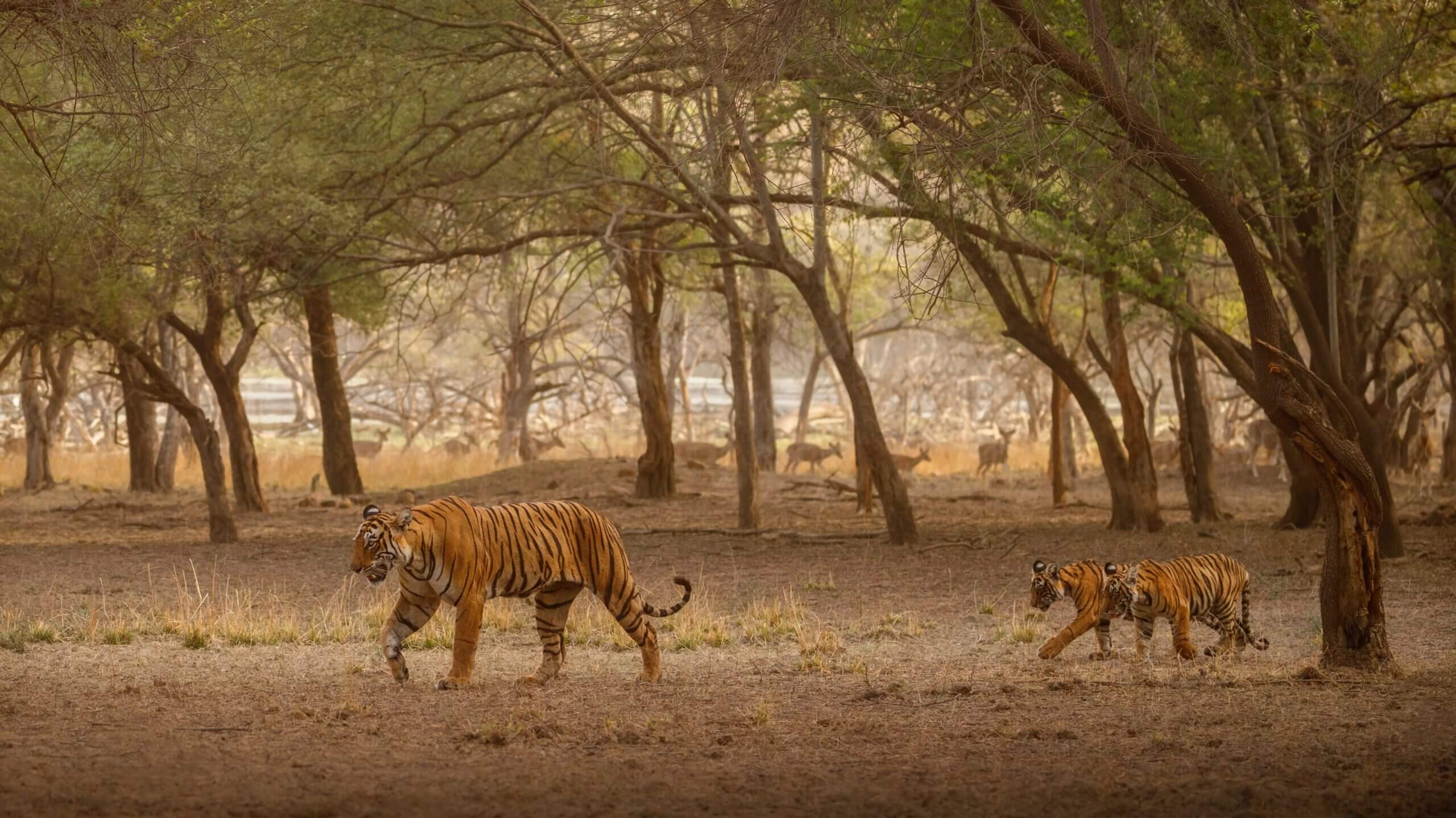 tadoba national park
