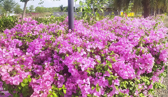 Local Sightseeing Pithapuram