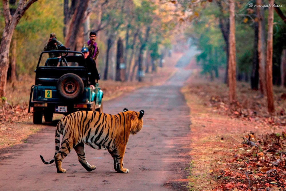 TADOBA Image 2