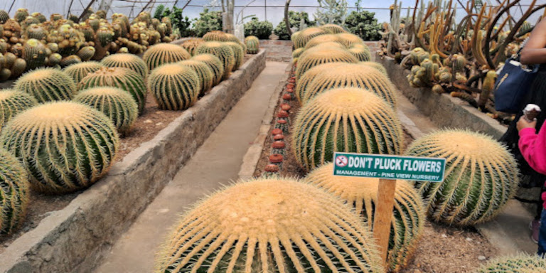 Gangtok local Sightseeing