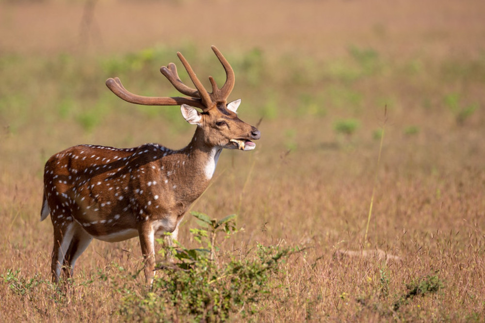 TADOBA Image 4