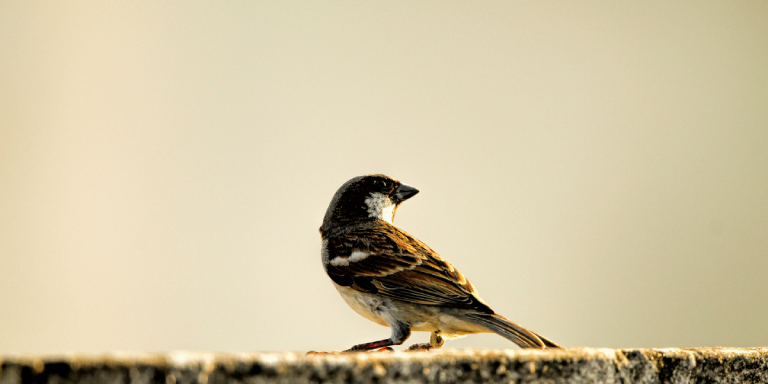 Almora – Binsar Wildlife – Almora