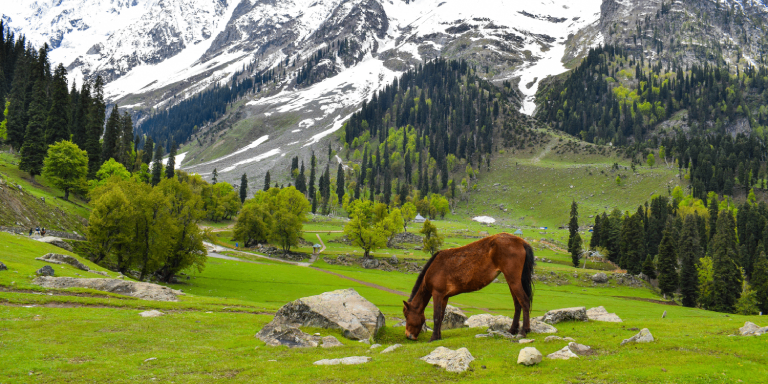 Srinagar – Sonmarg – Srinagar