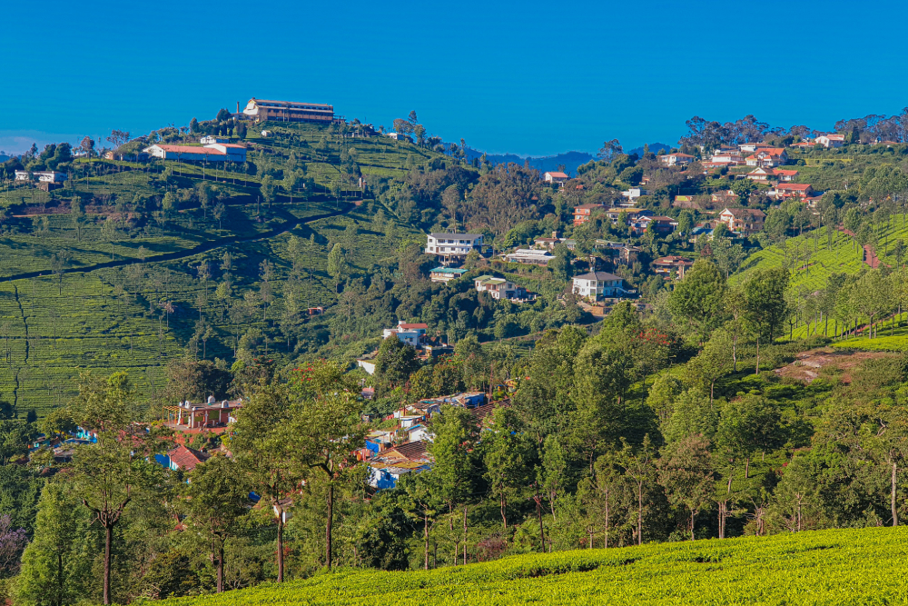 MYSORE – COORG – OOTY Image 4