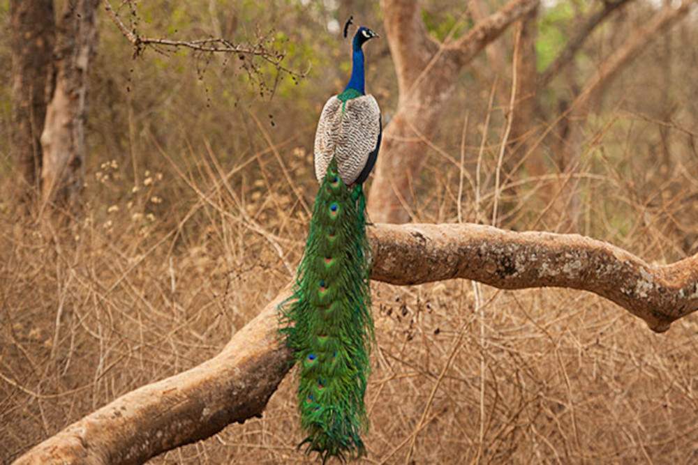 TADOBA Image 3