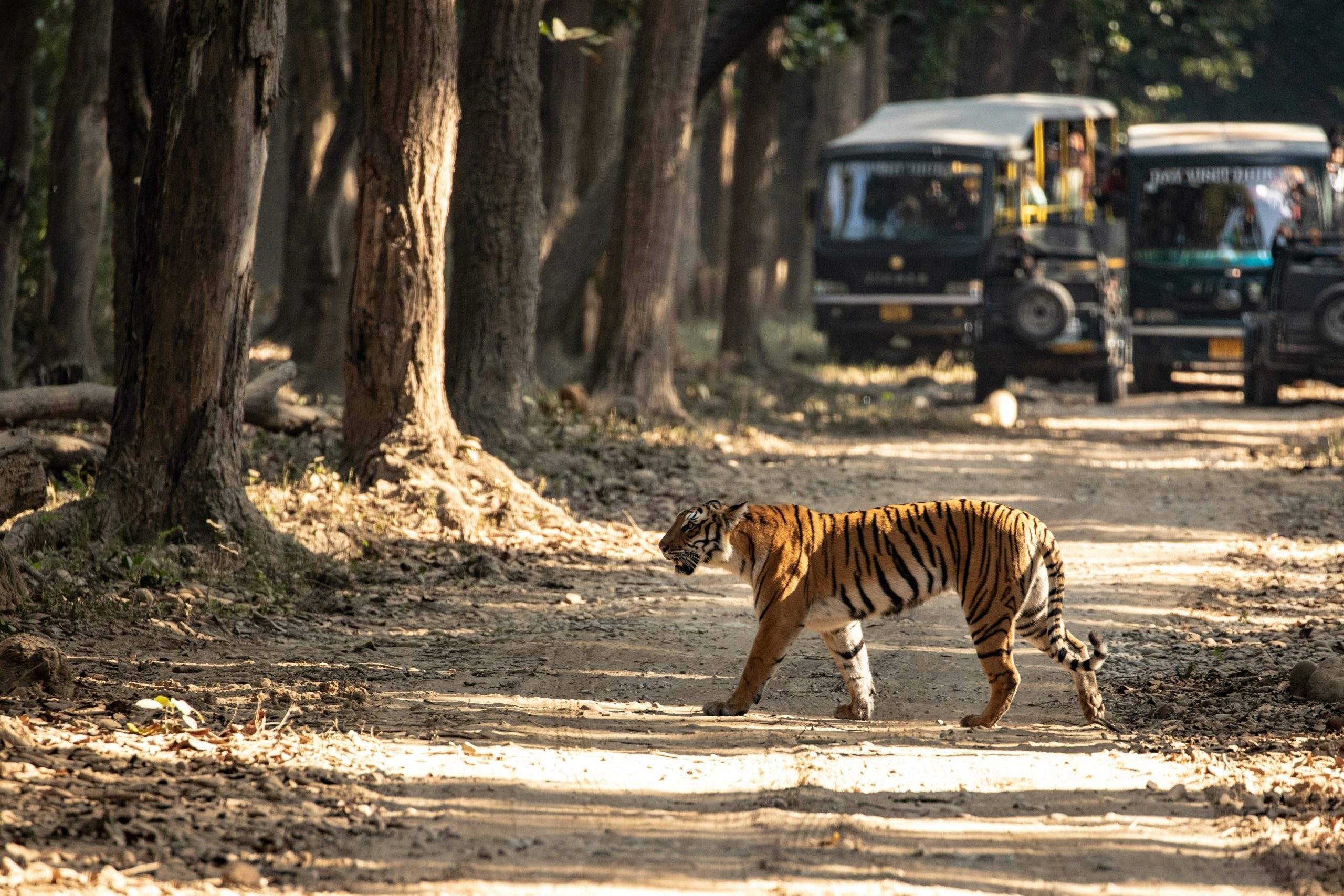 Nainital ranikhet corbett Image 2